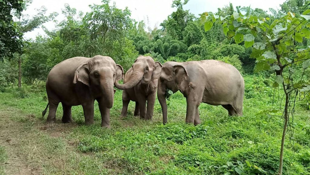 Elephant Haven Thailand – For Freedom Elephant