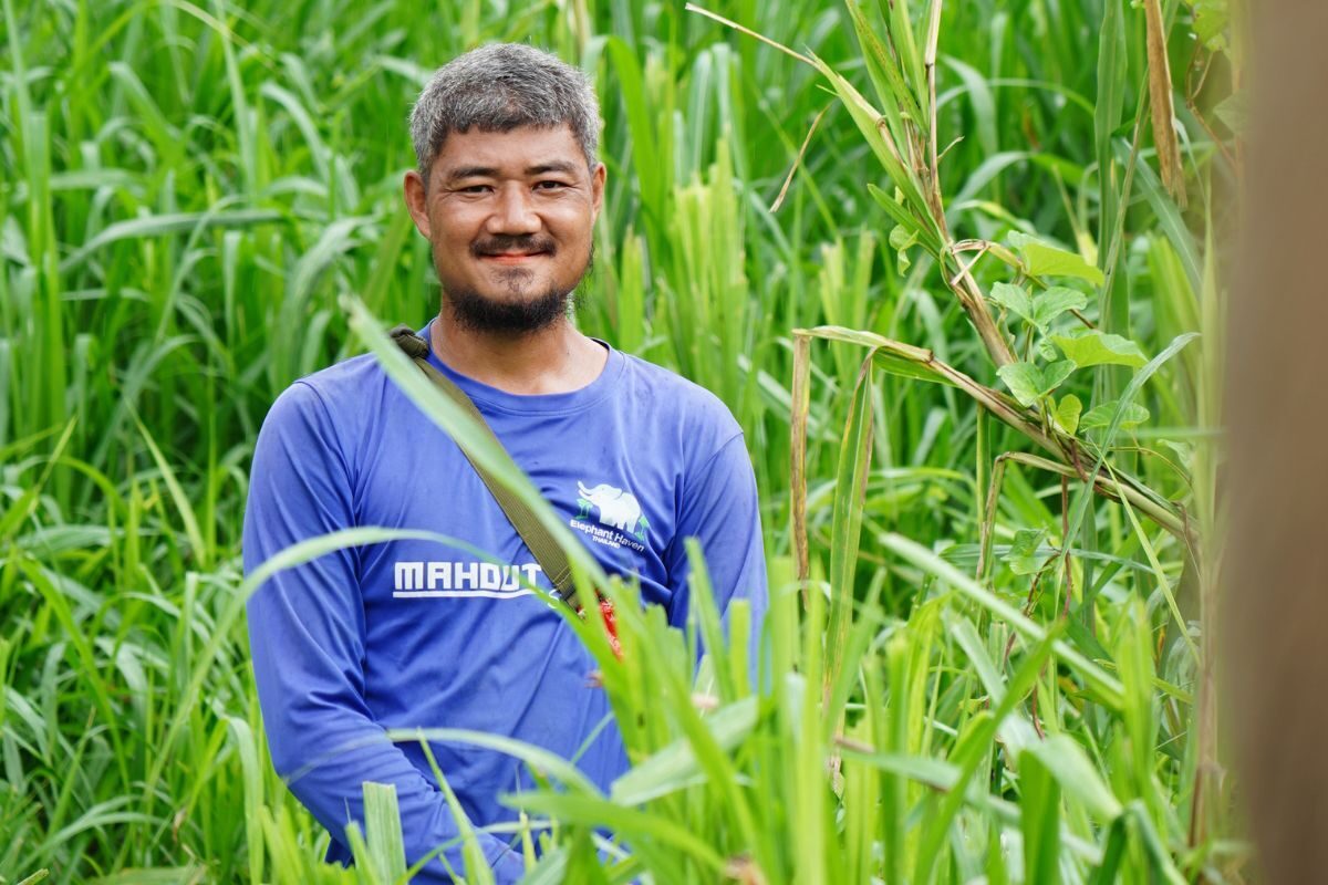 Ecotourism Thailand elephant haven