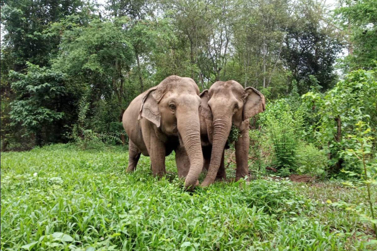 happy elephants at Elephant haven Thailand