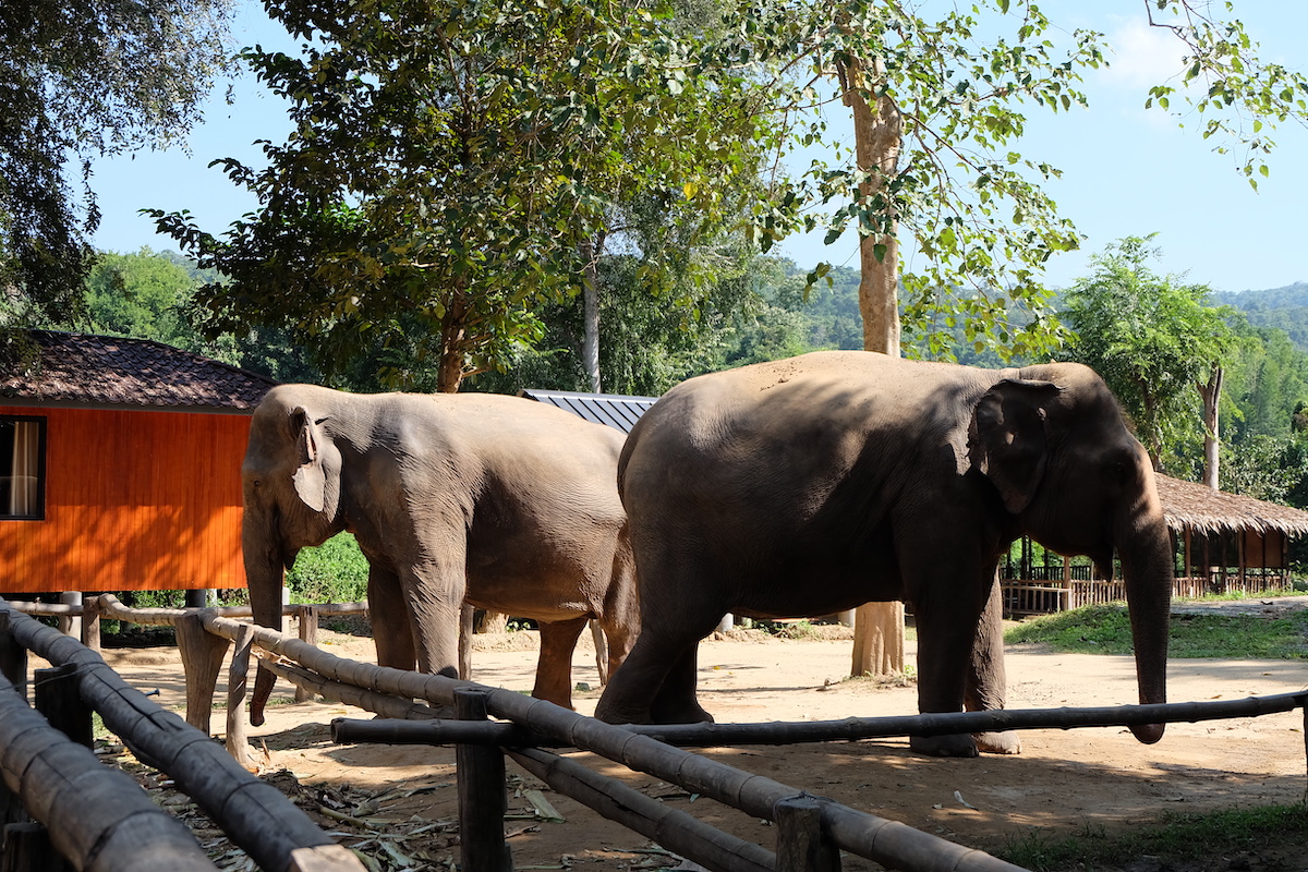 elephant kanchanaburi Thailand