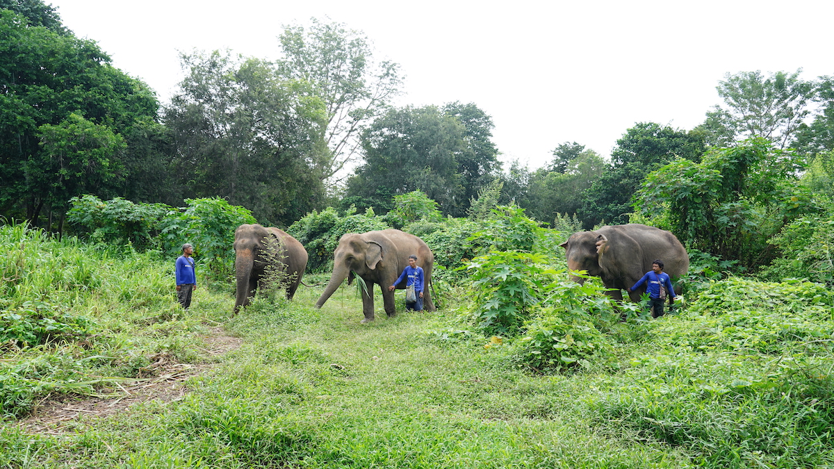 Volunteering at Elephant Haven Thailand 