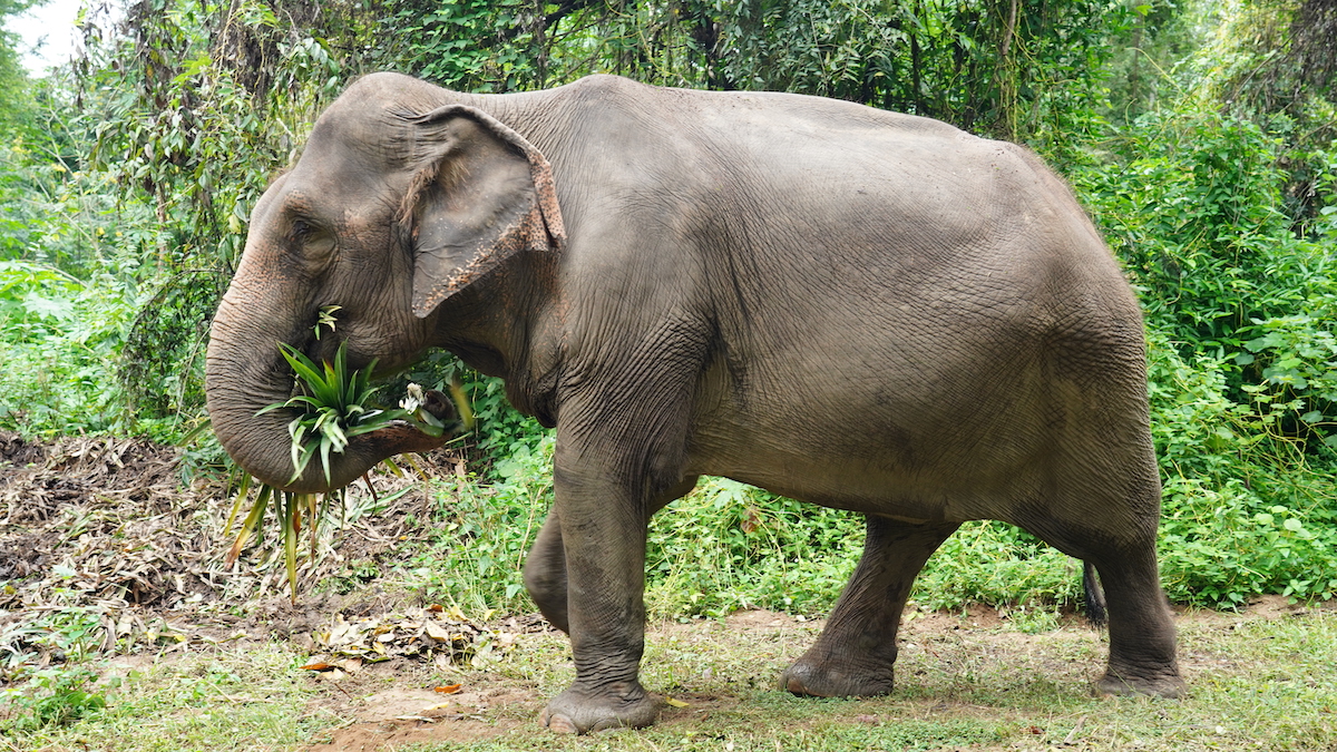 elephant haven Thailand 