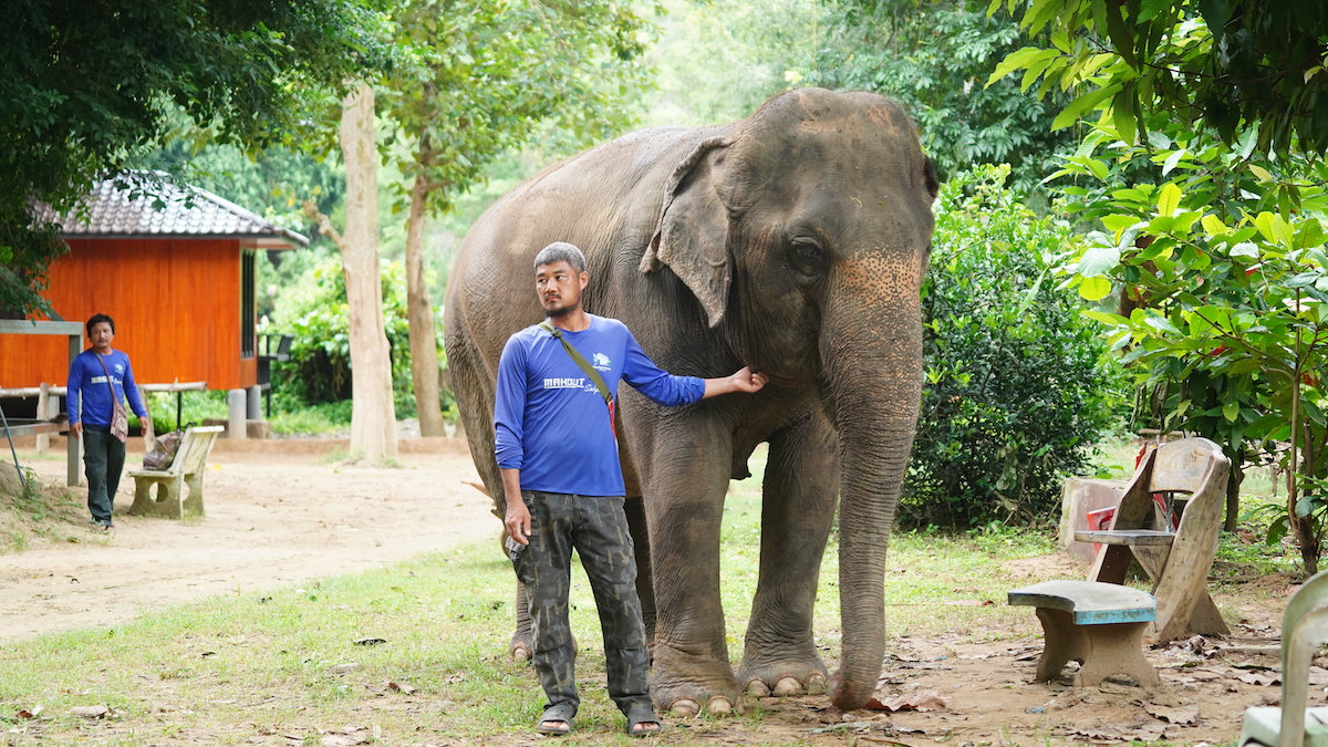 elephant walk freely in the forest with tourist