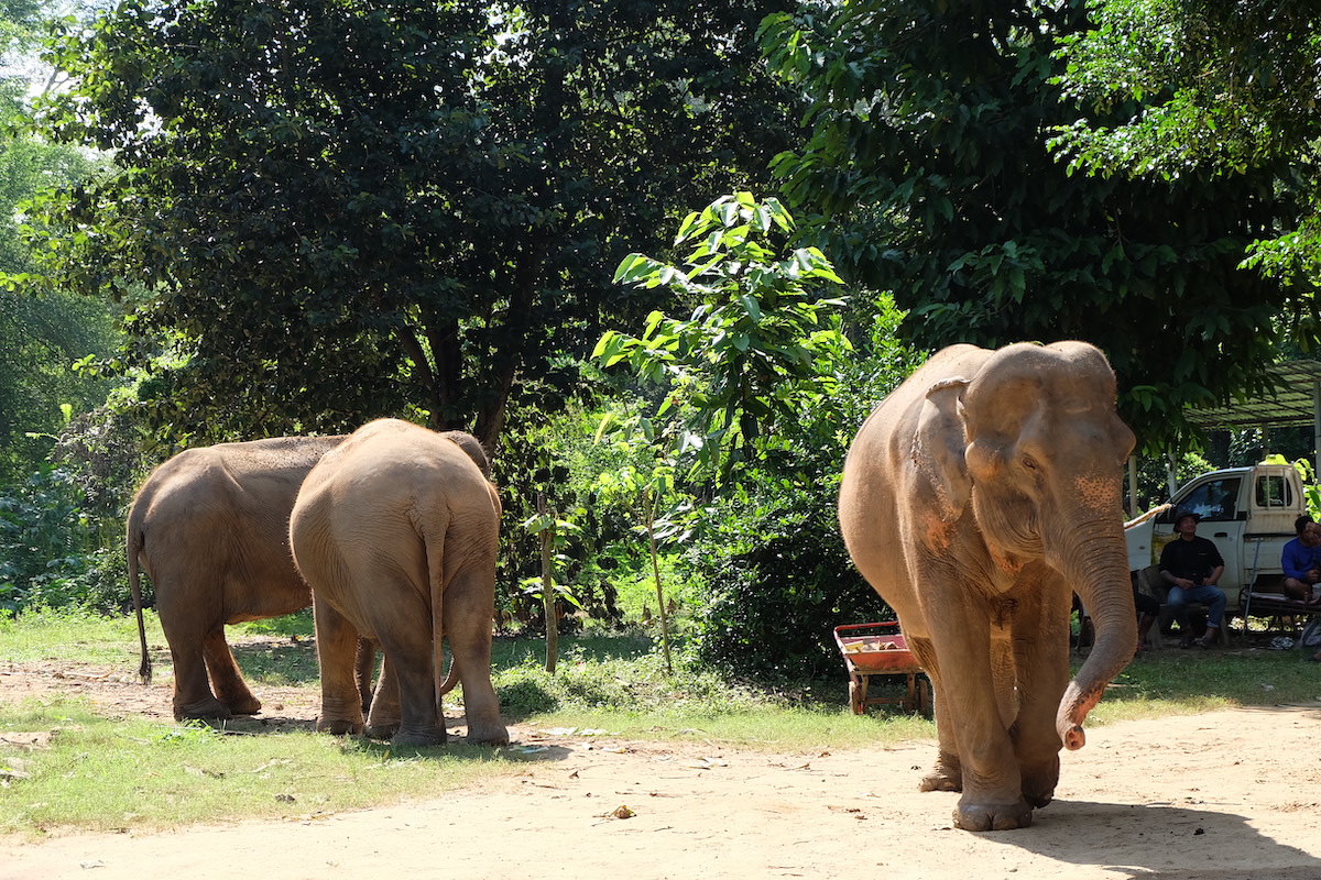elephant no riding Thailand