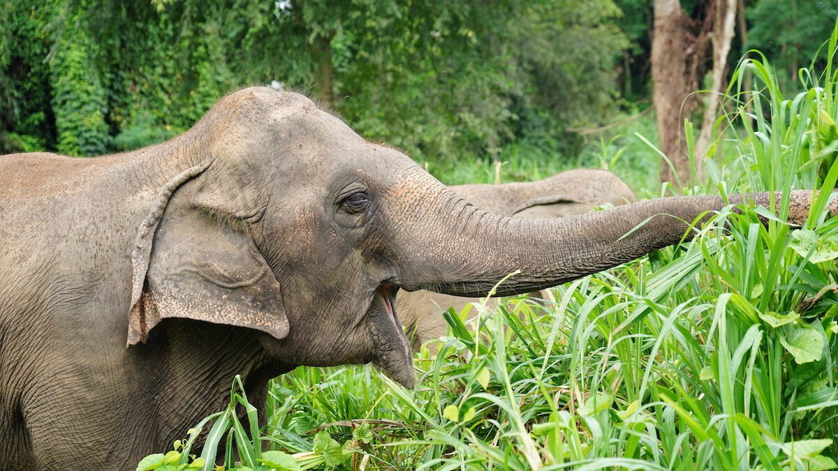 elephant haven Kanchanaburi Thailand