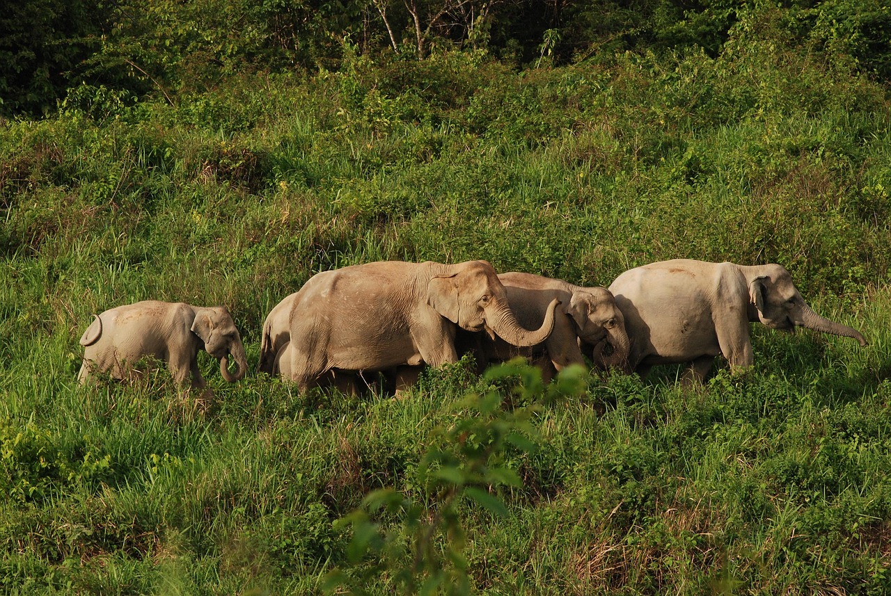 Kuiburi National Park, Thailand 