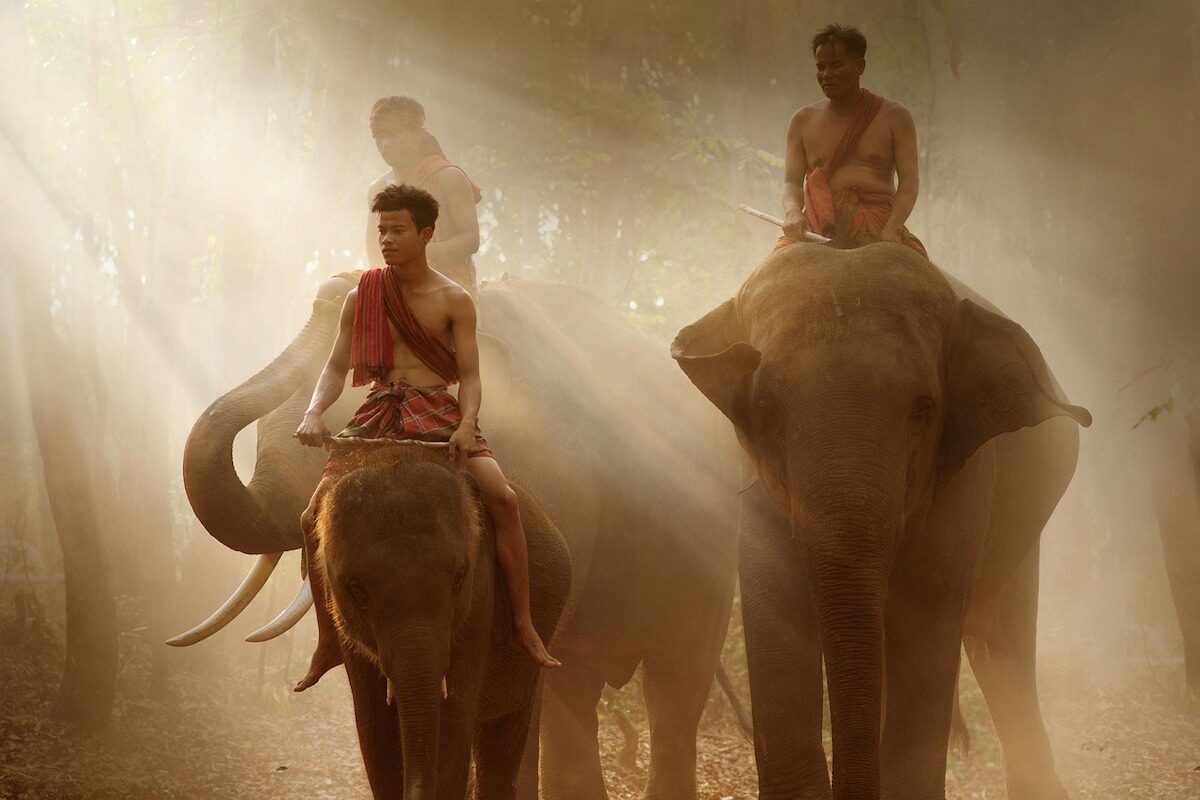 Thailand elephant Surin Province