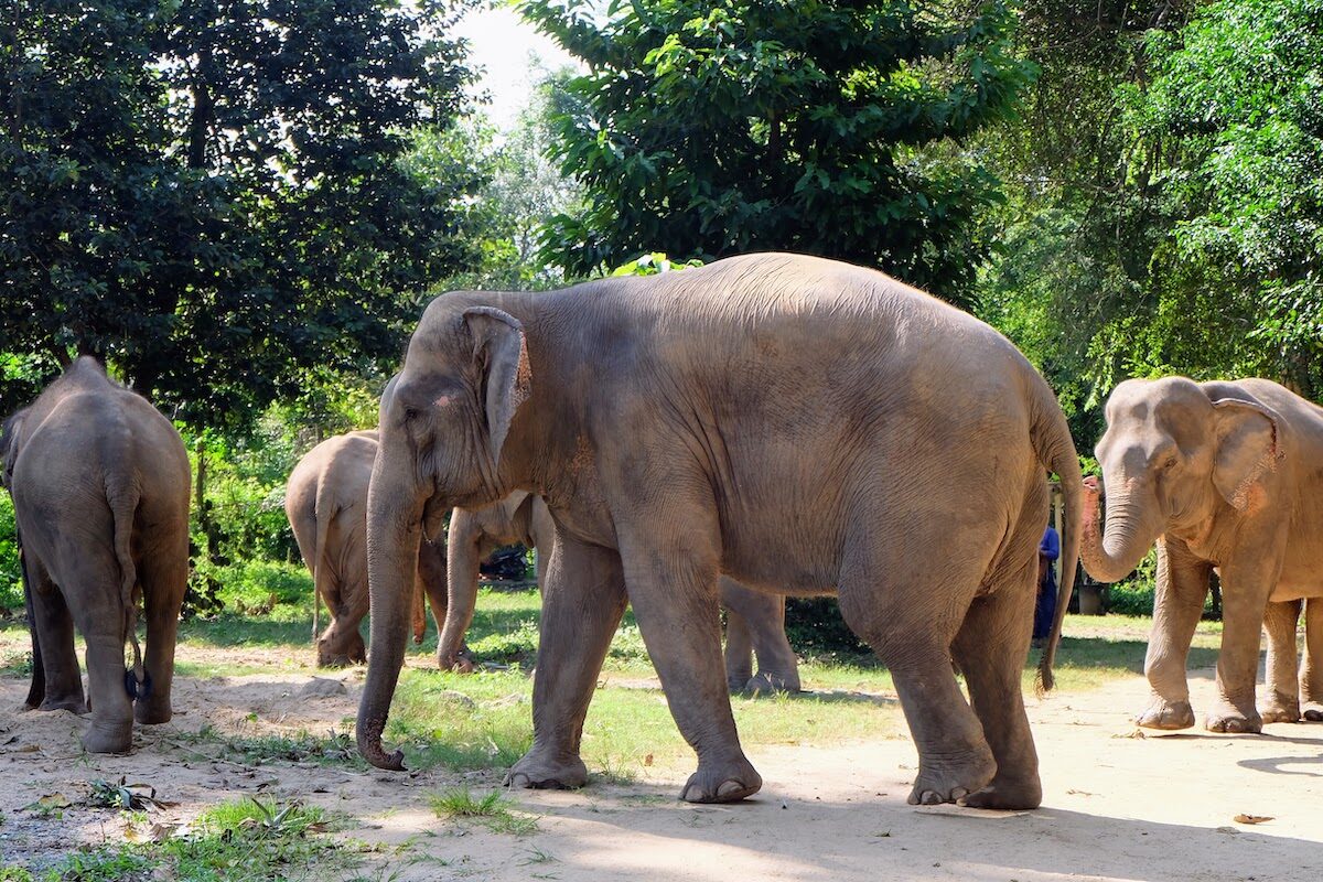 Elephant behavior and communication