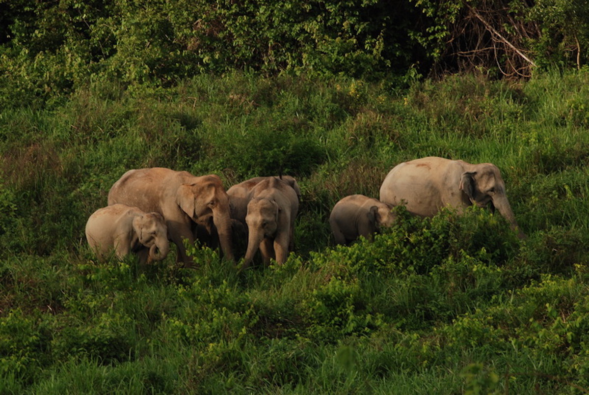 elephant behavior Thailand
