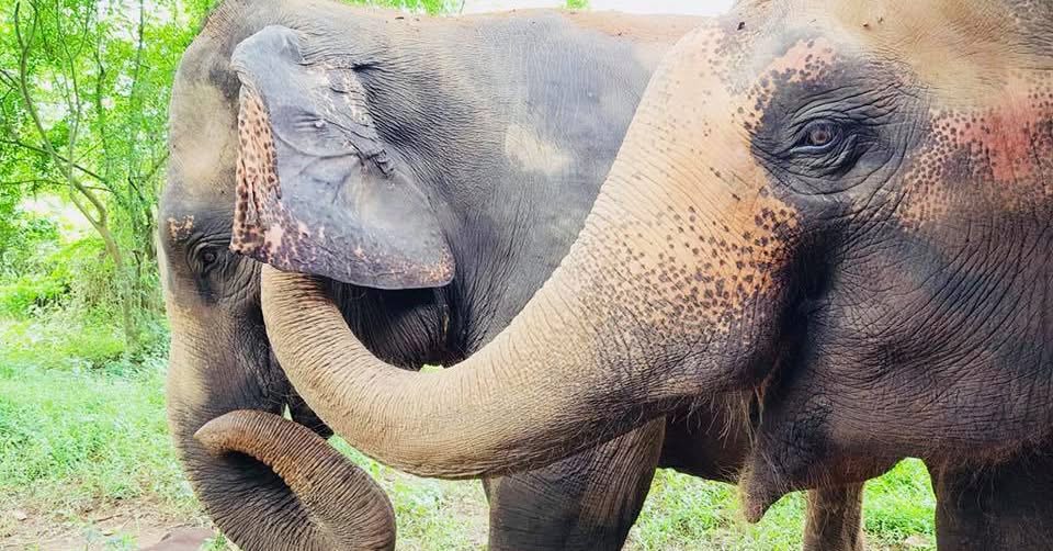 elephant body language