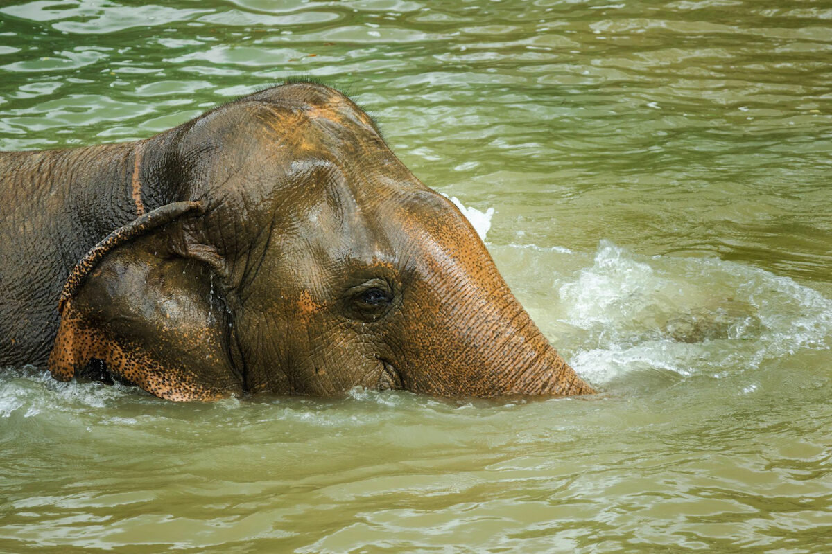 elephant behaviour Thailand